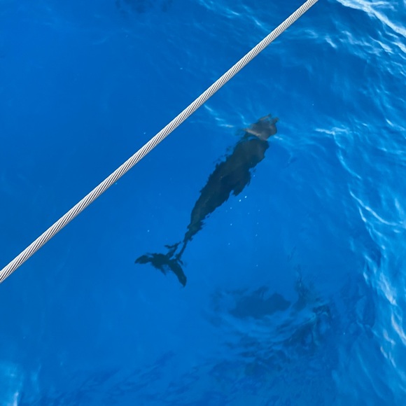 🌟🌟🌟🌟🌟 AMBASSADOR - Picture 11 of 16